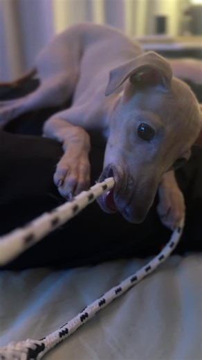 Ciao 👋🏼 I’m Murphy….the Italian greyhound 🇮🇹 I live in Rome with my 3 daddies 3 frenchie siblings 😍 #italiangreyhoundoftiktok #italiangreyhounds #italiangreyhound #piccololevriero