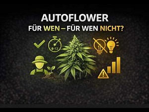 Autoflower Cannabis Samen: Wer sie anbauen sollte – und wer nicht