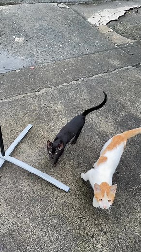 Thank you, Converge ph! Custom Feather Banner with no minimum order and with big discount for bulk quantity! ‼️ Inquire Now ‼️ #converge #featherbannerflag #featherbanner #flag #pole #customprint #highquality #customikeph #cats ‍⬛ | Customike.ph | Facebook