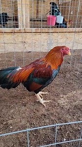 38K views · 1.1K reactions | B boles asil, 6.3/4 lbs | Bobby Boles Asil and lacy Roundheads | Facebook