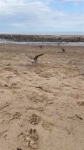 Juvenile herring gull releases: another video! (Did you all spot the lesser black backed gull release too?) This week, we have returned 212 gulls back to the wild. This group of 24 were released in Saltburn. In this video, you can see the gulls all leave their crates. All of these gulls were rescued by extremely caring individuals, all concerned for the welfare of these orphaned birds. All brought to Whitby Wildlife Sanctuary for help. Incredible rescues! Herring gulls nest in our coastal towns 