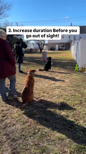 K9 Koncepts | Puppy & Dog Training on Instagram: "Creating a Solid Stay needs to be built slowly & with consistency no short cuts or jumping to advanced! Looking for more tips check out our online course in the Bio! Great job Toby @drews.m2 ! . . . #baltimoredogs #puppy #sitstay #stay #baltimoretraining"