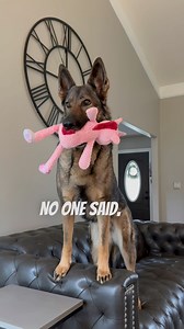 45K views · 4.3K reactions | No pool for the PROTECTOR! #funny #floofinators #sadiethesableshepherd | Sadie the sable shepherd | Facebook