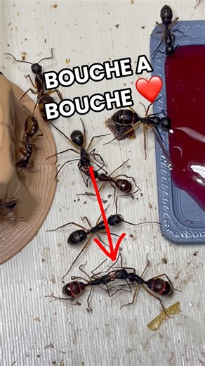 They're drinking nectar… watch their bellies turn red 😮