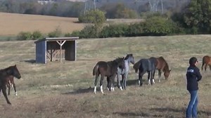 Ky. university program trains trusted steeds for mounted patrols across the U.S.