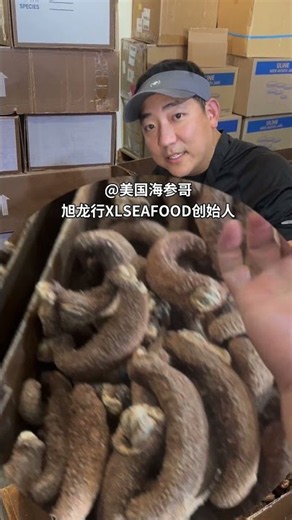 2026新季巨无霸阿拉斯加红参有多大？手掌对比｜Giant Alaska Sea Cucumber