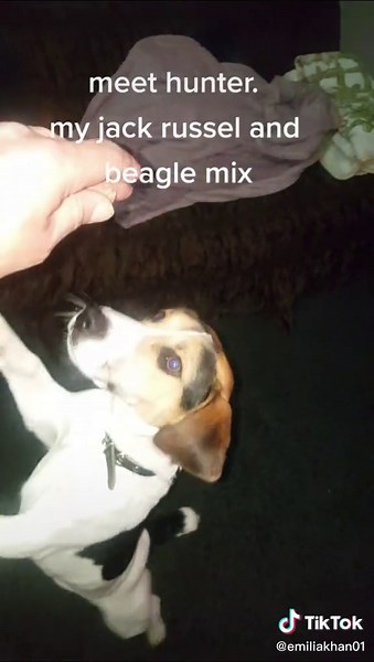 Hunter my 2 year old jack Russell and Beagle mix..
