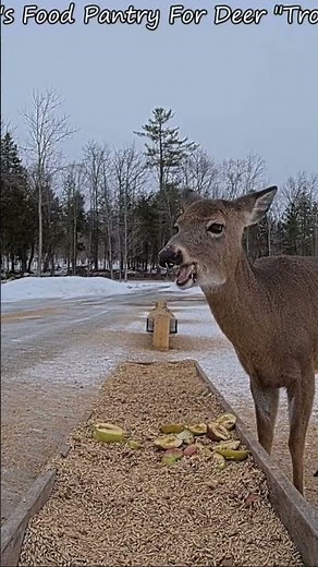 Deer Burp