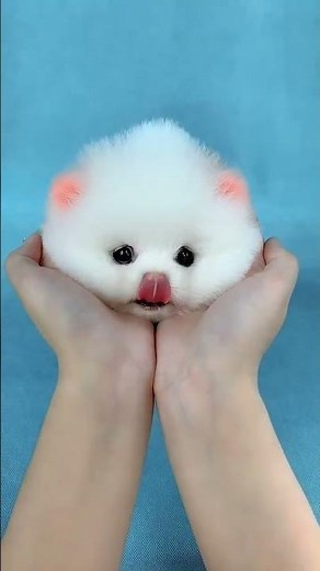 Teacup dogs are so good! #Pomeranian #Pomeranian Shunsuke