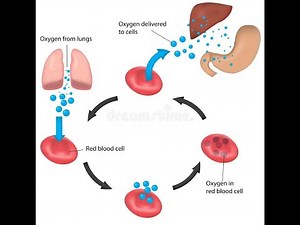 Sites of red blood cell destruction ; Intravascular and Extravascular Hemolysis