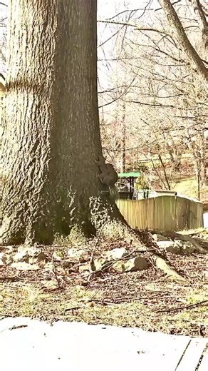 Funny Squirrel Moments: Hilarious Backyard Antics