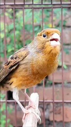 squee-worthy animal moments | birds sound #birds #canary #animals #cute #shorts
