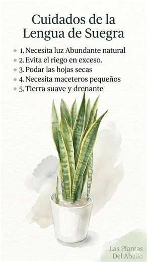 Cuidados basicos de las plantas #lasplantasdelabello #tipsplantas #plantas #consejosplantas #cuidadosdelasplantas