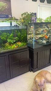 Got Fish? 😁🐠 #aquarium #aquariumhobby #aquariumlife | KaveMan Aquatics