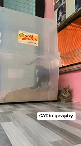 Meet BUDADING, the Pooty Inspector Cat 🧐💩💩—on a mission to make sure every kitty's pooty is healthy! Always check if your cat's pooty is soggy or not—it says a lot about the food they eat and their overall well-being. #fbreelsfypシ゚viralシ #fbreelsfypシ゚viralfbreelsfypシ゚viral #fbreelsfypシ゚ #fb #fbreelsvideo #fbreels23 #trend #trendingnow #trendingreels #trendingpost #catsofinstagram #cat #catlover #catoftheday #catloversclub #catlover #fbreelsvideo #fbreelsfypシ゚ #fbreelsfypシ゚viral #viralreelsfbp