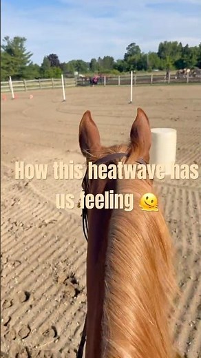 Riding POV #horseriding #equestrian #summer #viralshort #fyp #horse #heatwave #horsegirl
