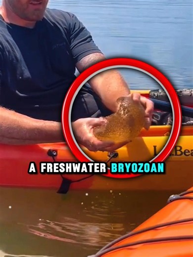 This "Alien Blob" Is Actually Alive 😳🦠