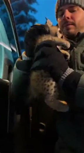 Rescuing a Lost Lynx Kitten on a Snowy Night! 🐾❄️ #LynxRescue #WildlifeConservation