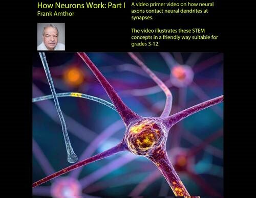 How Neurons Work Part I: Synaptic Transmission