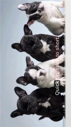 French Bulldog Breathing Issues EXPOSED by Top Veterinarian #dogshorts