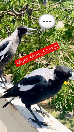 Baby Magpie won't stop crying for mother #birdsounds #aww 🙏