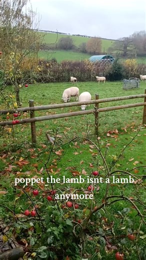 Poppet fans! she's OK! she's doing sheep things #poppetthelamb #poppetthesheep #poppet #sheep