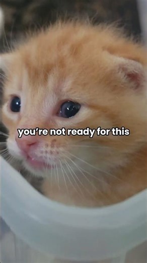 You’re Not Ready for This Orange Kitten 😭 | #cats #kittens #baby #cuteanimals