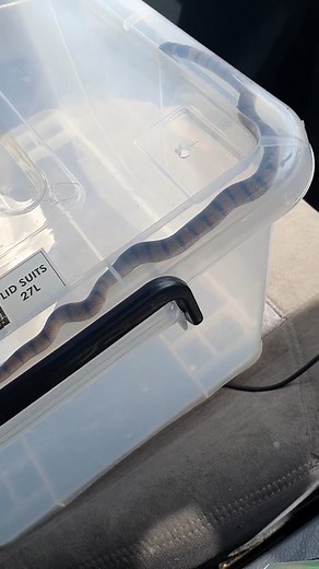 BROWN SNAKE NEARLY ESCAPES IN MY CAR 🐍😳 A heart-stopping moment as a brown snake almost gets loose in my car! Watch the crazy action unfold. 🚗⚠️ #FYP #ForYouPage #BrownSnake #SnakeEncounter #CrazyMoments #FYP #ForYouPage #WildlifeAction #NatureLife #ViralVideo #WowMoment #SnakeCatcher | Wildlife With Stuart Mckenzie