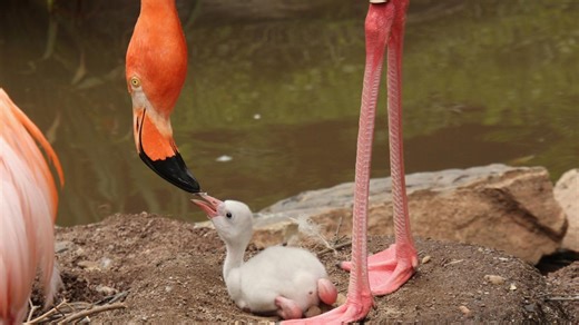 Tiny Baby Flamingo Just Born at San Antonio Zoo Has the Internet Falling in Love