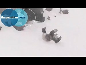 Panda bear rolls down snowy hill at Toronto zoo