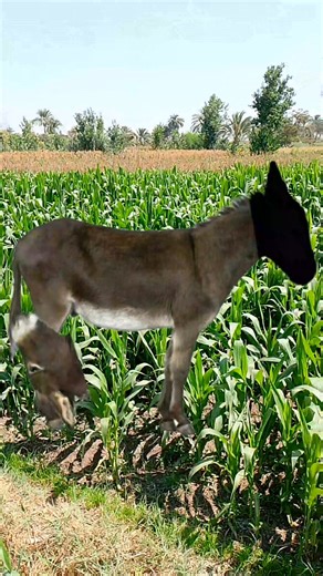 Try adjusting the moving part of this donkey. | bageshwar dham ke दीवाने.