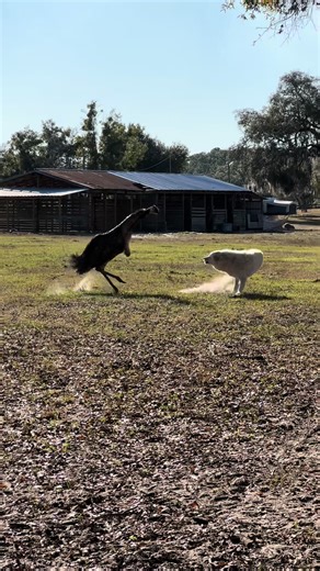 Highly intelligent, highly athletic, and prone to sudden bursts of energy. Emu ownership is never boring 🥱 #AnimalBehavior #FarmTok #EducationalContent #EmuLife #JessWithAllHerAnimals
