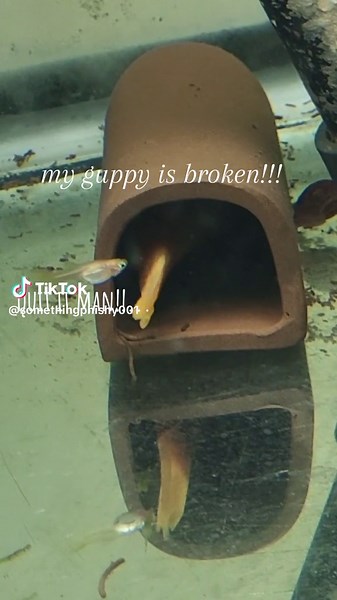 Guppy is being an idiot! Likely do treatment on this tank. always have my radar on for odd behavior. I'm generally never wrong. #guppy #pleco #fishtoc #fishtank #fish #pet #aquarium #aquariumfish #fyp #foryou #foryoupage #Canada #fishtanksoftictoc #fishkeeper #breeding #fishbreeder #dailydiscus
