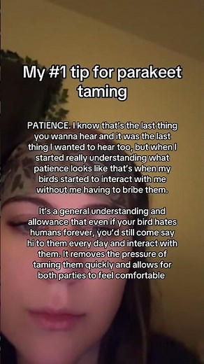 #tameparakeet #tamebudgie #parakeet #budgie #parakeettraining #patience #birdmom