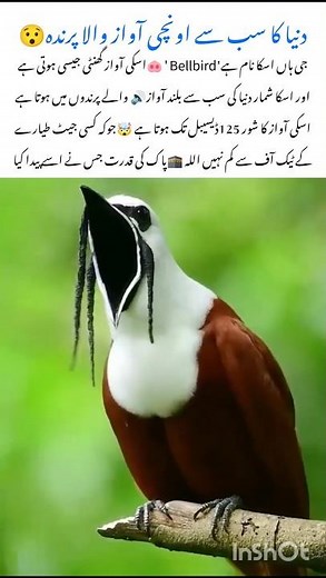 Meet Bellbird Nature's loudest Bird in the world #bellbird #naturefacts #nature #wildlife #shorts