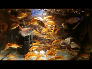 Food Trip - Feeder Guppies with Endlicheri & Albino Giant Gourami - Fish - Bichir - Guppy - Aquarium