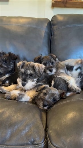 They are just too cute to not share again! #fernwehschnauzers #miniatureschnauzer #schnauzer_lovers #schnauzerpuppies | Fernweh Miniature Schnauzers - Miniature Schnauzer Puppies