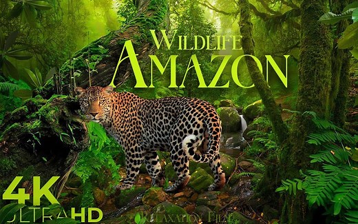 【4K风景】亚马逊雨林的动物 [3小时加长版]