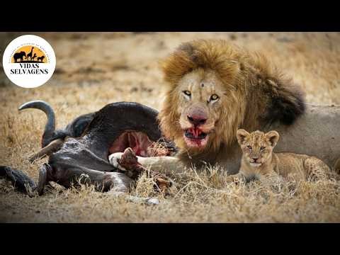 Savanas Selvagens: O Confronto dos Predadores de Elite #animaisselvagens | Vidas Selvagens