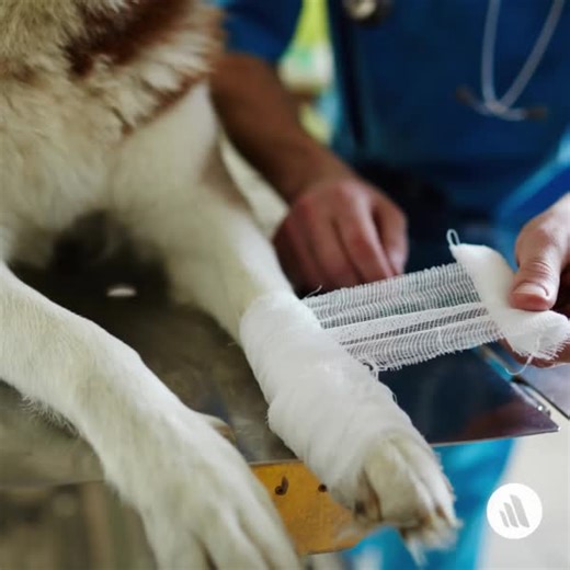 93 reactions · 17 shares | In medical emergencies, owners can provide significant assistance at the scene of the injury. At the time of the initial telephone call, the owner should be questioned about the level of consciousness, breathing pattern, type of injury or toxin exposure, and even some aspects of the animal's perfusion (eg, gum color, level of responsiveness, heart rate). Learn more: https://mrkmnls.co/3JIgWHO | The Merck Veterinary Manual | Facebook