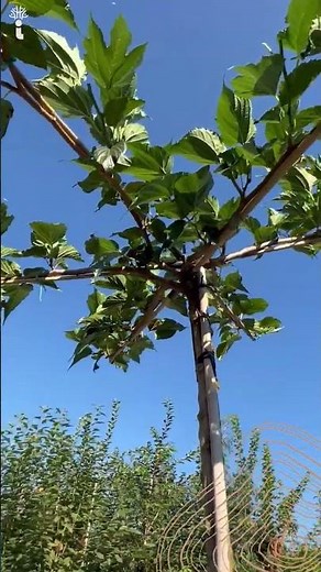Weißer Maulbeerbaum Dachbaum | Morus alba 'Macrophylla'