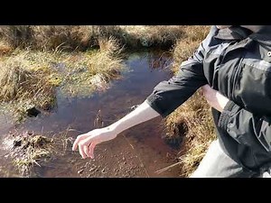 Mr Phillips explains how peat bogs work (part 2)