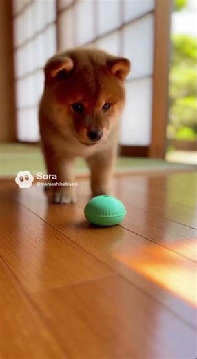 豆柴でしでし / Mameshiba Stomp Stomp!【ASMR】