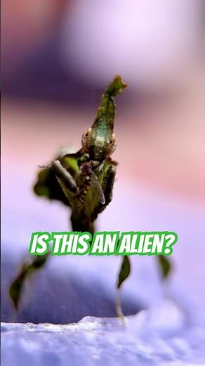 Is That An ALIEN? 👽