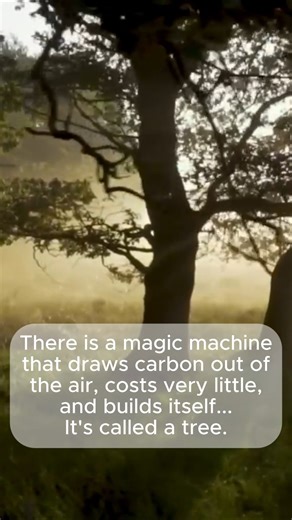 8.7K views · 280 reactions | There is a magic machine that draws carbon out of the air, costs very little, and builds itself... It's called a tree. | David Wolfe | Facebook