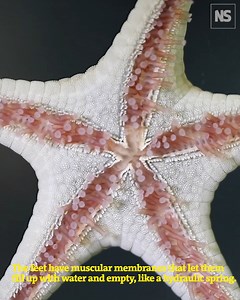 23K views · 235 reactions | Starfish coordinate hundreds of feet to hop about — and they do it without a brain. The mechanical principles behind their movement could inspire underwater exploration robots. | New Scientist | Facebook
