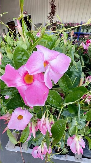 Costco Flower Find 🌺🔥 Mandevilla Trellis for $29.99!#costco #gardenflowers