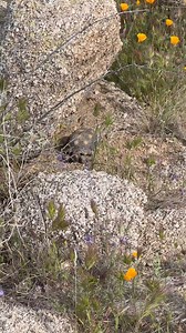 There are many species in the Sonoran Desert that often coexist and even cohabitate without a single issue. | Rattlesnake Solutions
