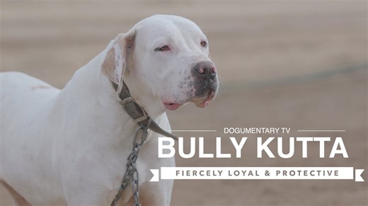 Bully Kutta: The fiercely loyal breed you need to know
