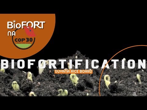 CARICOM IICA + Guyana Rice Board